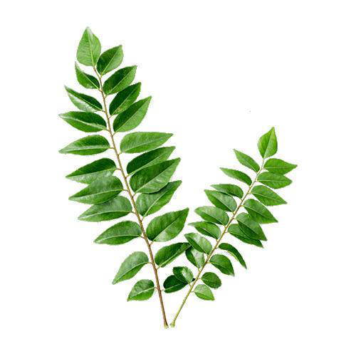 Fresh Curry Leaves (55g)