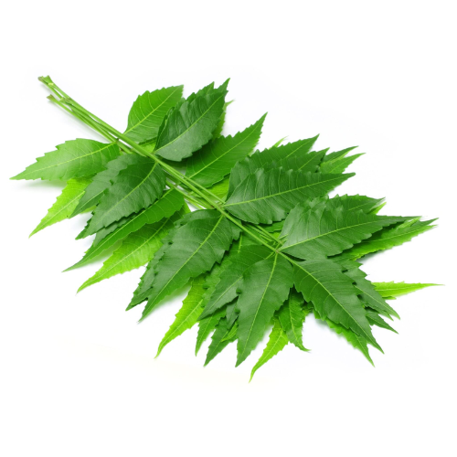 Neem Leaves (1g)