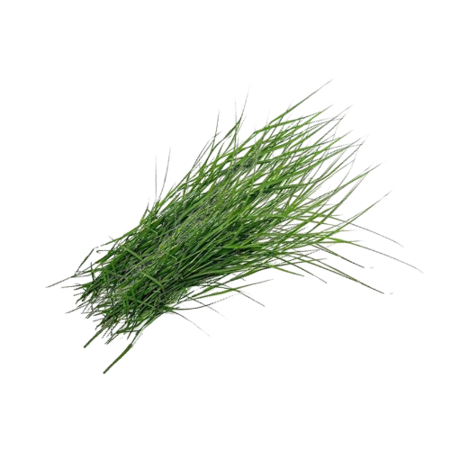 Bermuda Grass / Arugampul / Durva (1g)