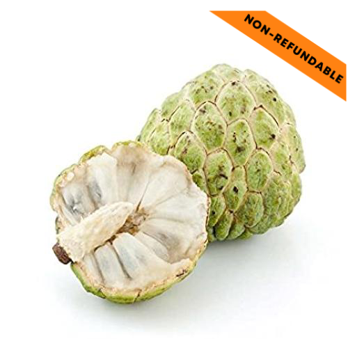 Custard Apple / Sitaphal  (1g)