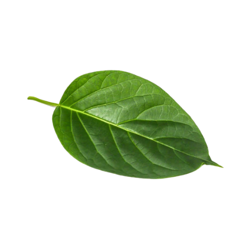 Kurinja / Gymnema Leaves (1g)