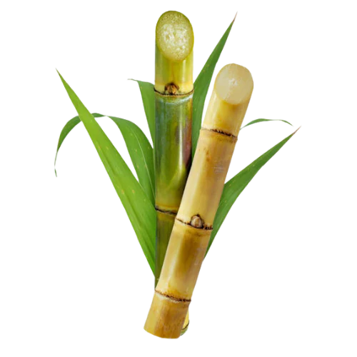 Sugarcane / Karimbu (1g)