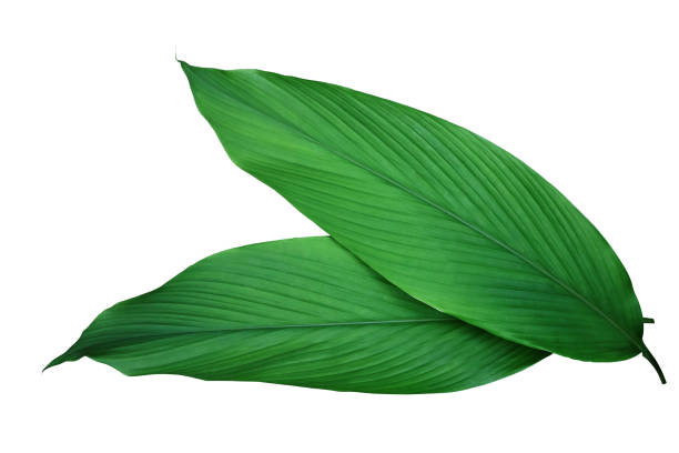 Turmeric / Haldi Leaves (1pc)